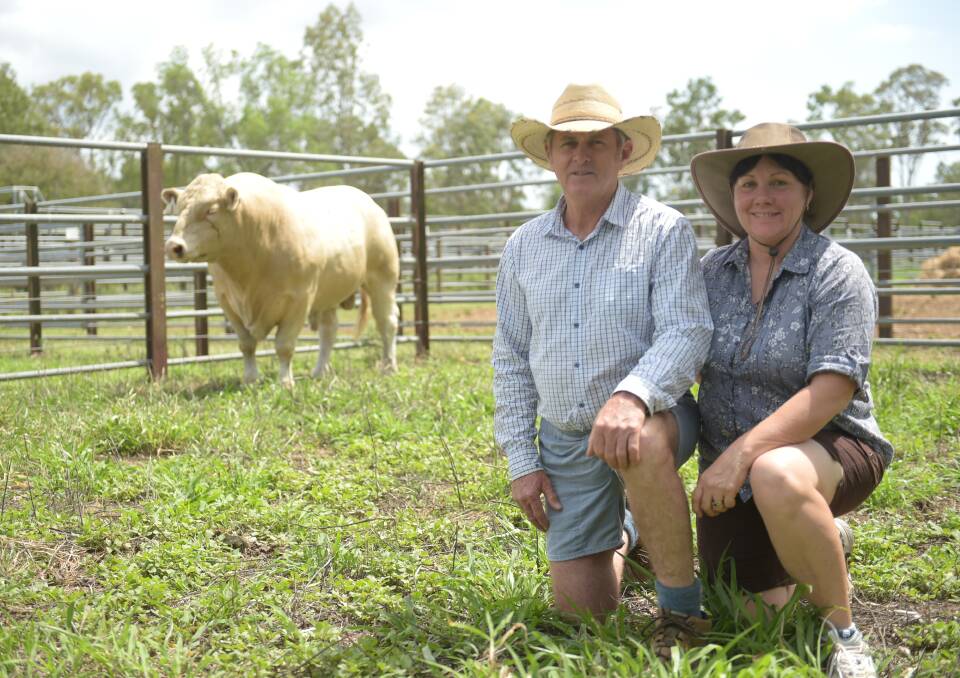 Kandanga Valley's John and Roz Mercer with the $7000 equal top-priced Charolais bull, Bettafield Klayton (P) at Braeside Saleyards on Saturday. Photo - Kelly Butterworth.