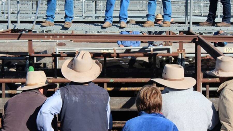 Brahman steers make $1500 at Woodford