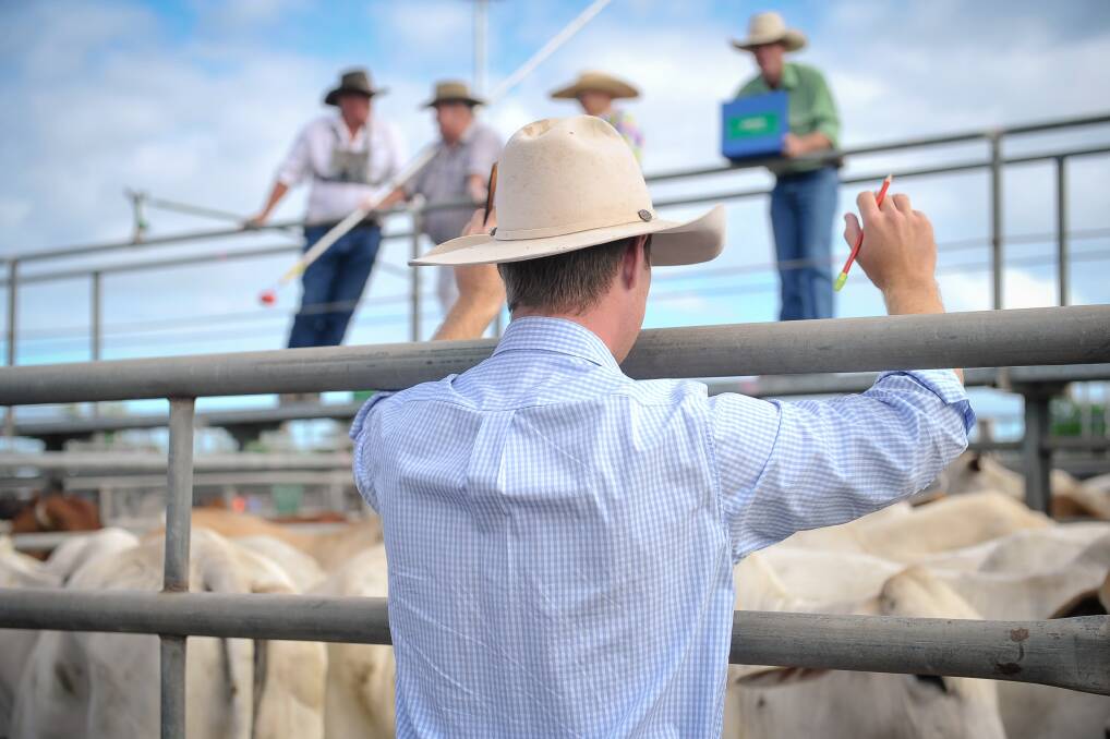 Cattle were comprised of a few small lines of export bullocks, along with bigger lines of well finished cows and bulls at Charters Towers sale last week.