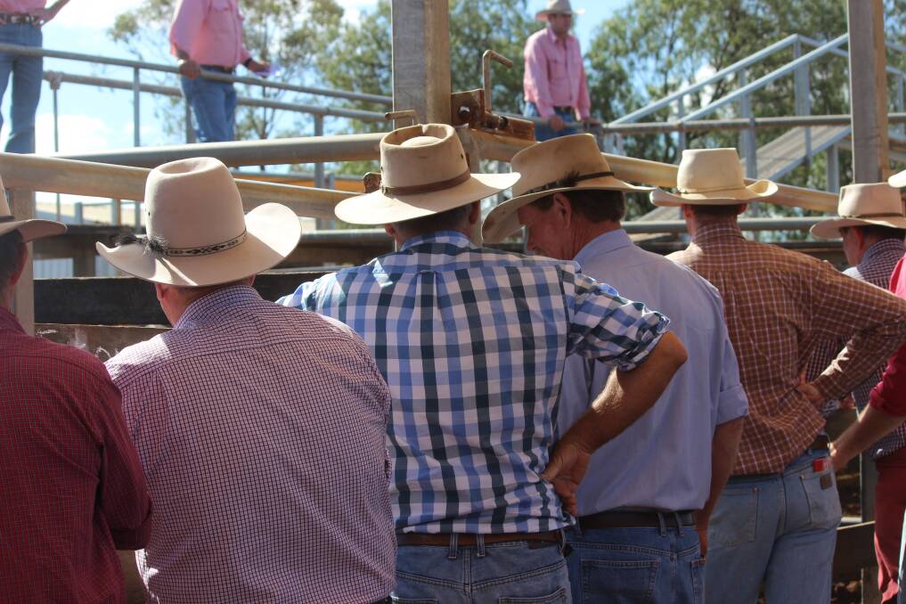 Weaner steers 398c at Gracemere