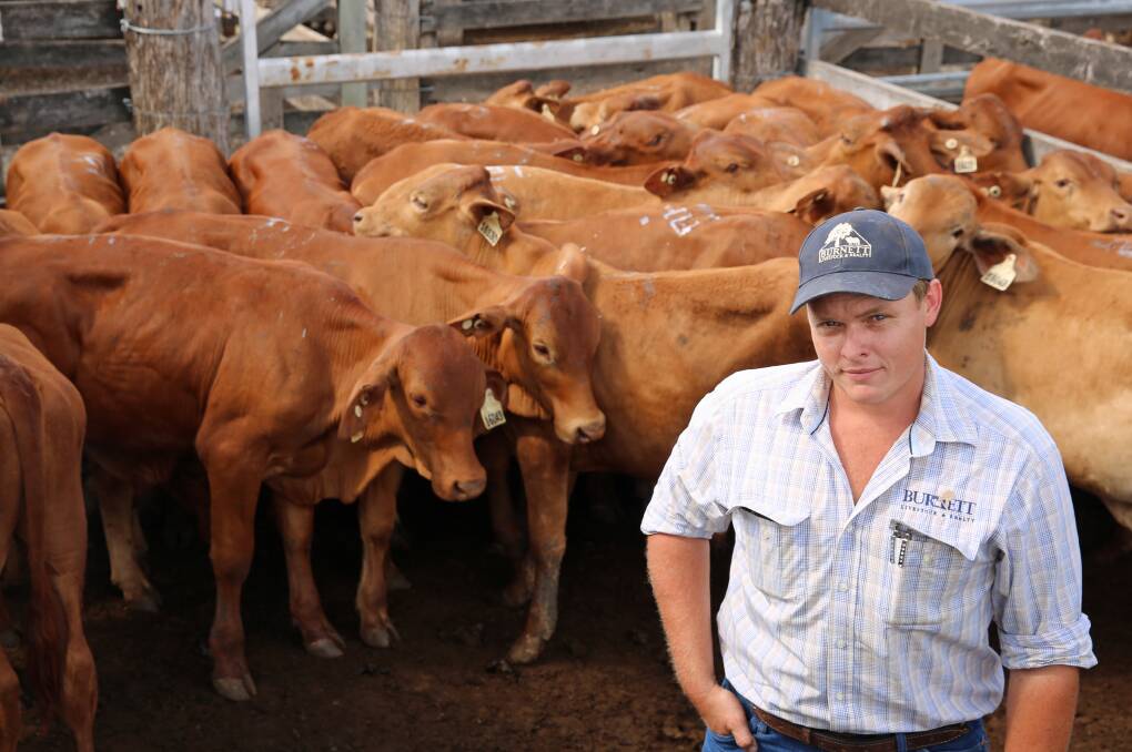 Burnett Livestock & Realty’s John Roots with a pen of Droughtmaster cross steers on account of Brian Pastures, Gayndah. The steers sold for 408.2c/kg or $879/head