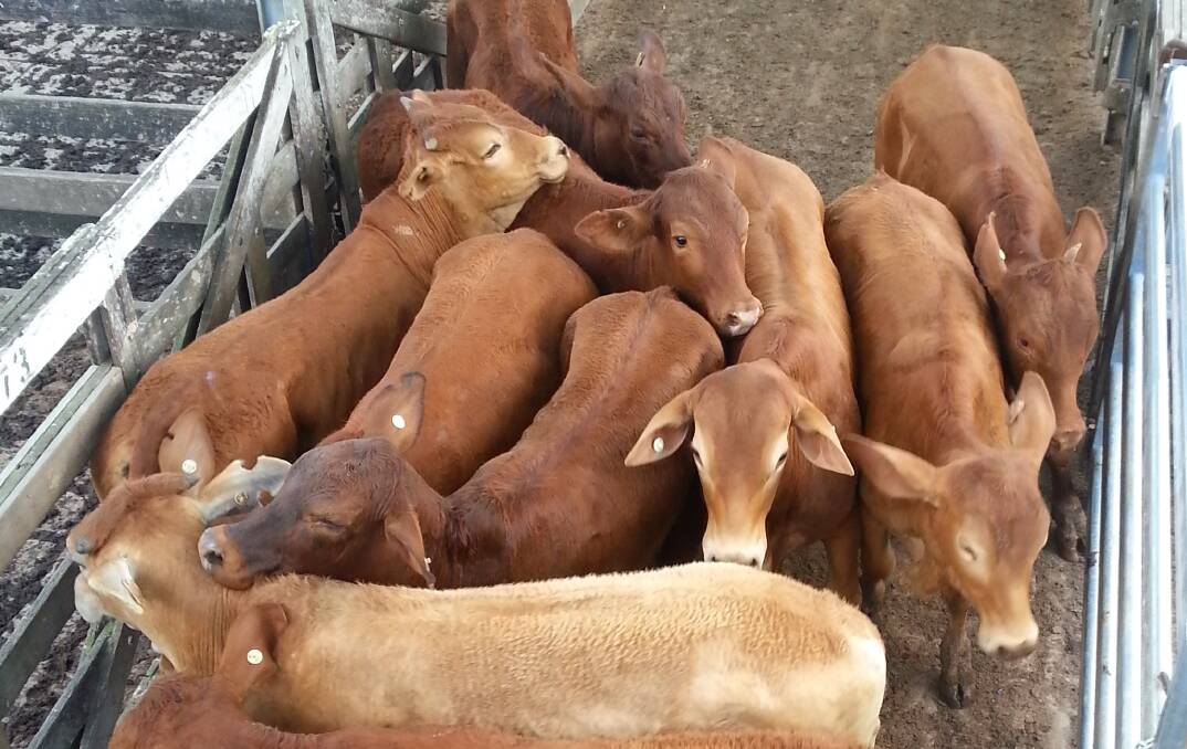 Good quality Droughtmaster steers sold to a strong market earning between 328c/kg and 330c/kg at Gympie cattle sale.