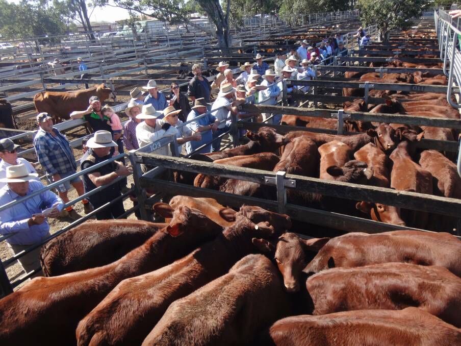 A draft of 90 Santa heifers 18 months from John and Sharon Cruickshank, Rockdale, Theodore that sold to a top of $1040 to  average $1017.40 at Toogoolawah.