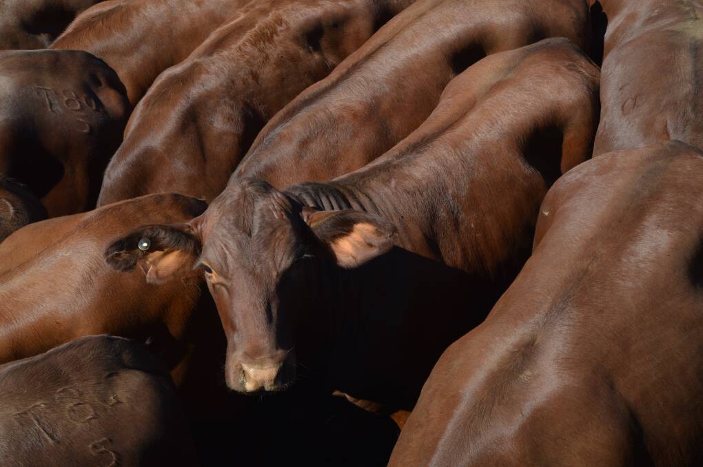 With Anzac Day falling on Tuesday, the next Roma store sale will be held on May 2.  Roma saleyards manager, Paul Klar, said that a combined fat and store sale will be held this Thursday, April 27.