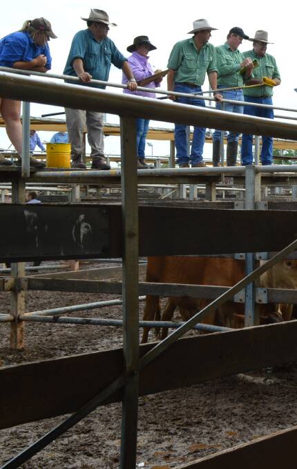 Roma cows and calves hit $1880