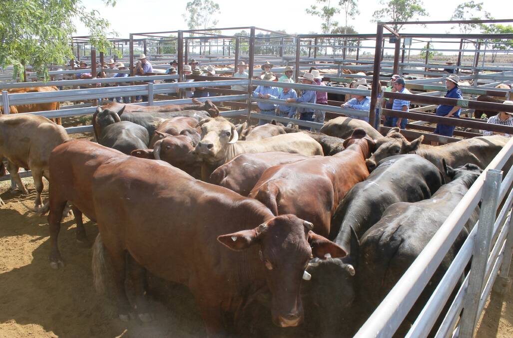 Ron and Margaret Hampson's Santa bullocks 660kg realised 283c/kg or $1870 and sold to Teys Australia, Biloela at Monto's Fortnightly Prime and Store sale.