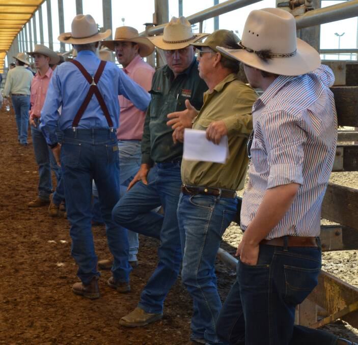 All of the usual buyers were operating at Roma's prime sale. Overall, prime cattle prices improved, with cows remaining firm in price. 