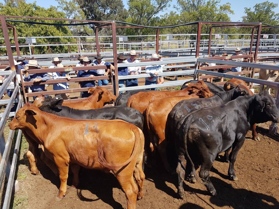 Kevin Keiler consigned 360kg Santa cross steers selling to Doug King for 986 or 274c/kg at Monto Cattle and Country's fortnightly cattle sale.