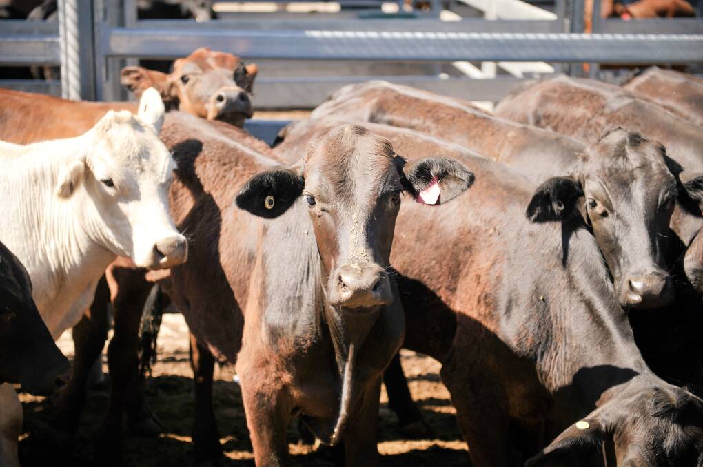 Cows and calves $1900 at Gympie