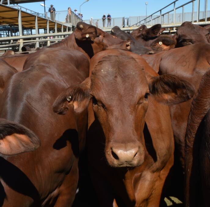 Average seasonal conditions have been assumed for the majority of Australia’s cattle producing regions for the 2017 to 2021 projections.