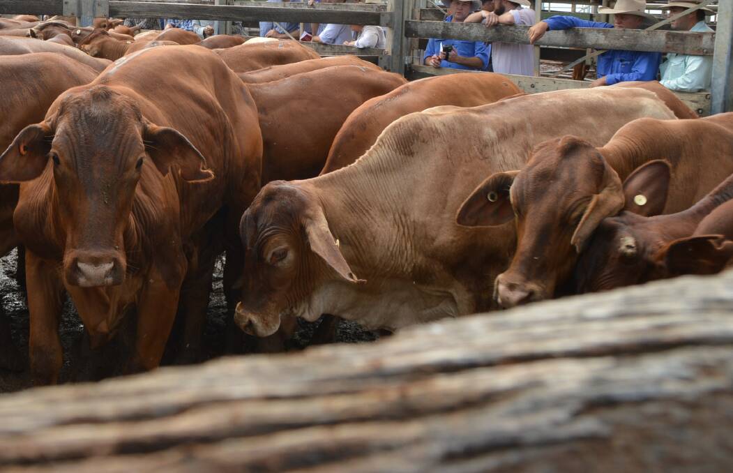 A yarding of 640 head of cattle came together for the December 1 prime sale at Roma saleyards.