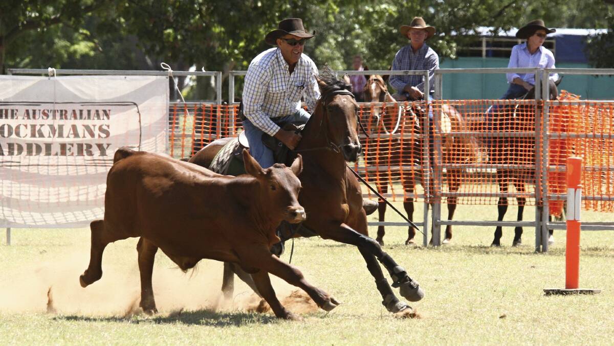 IN THE ACTION: Cattle donor to Chinchilla campdraft Roger Boshammer pictured riding Just Paris. - Picture: Siemer's Photographics