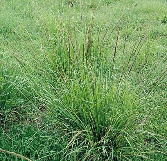 PEST CONTROL: Giant Rats Tail Grass and Mother of Millions are two of several weeds being considered by RIRDC as a national weed biocontrol proposal.