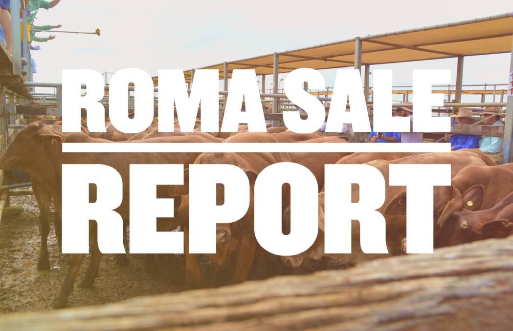 Droughtmaster steers to 303c at Roma prime sale