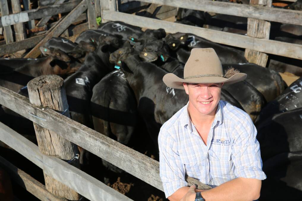 STRONG DEMAND: Burnett Livestock & Realty’s Nat Currie with a pen of Brangus weaner steers from Roffcor Partnership, Gin Gin. The steers sold for 328.2c to return $1024.