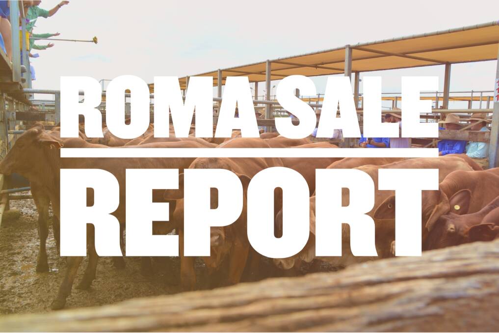 Heavy steers make 299c at Roma prime sale