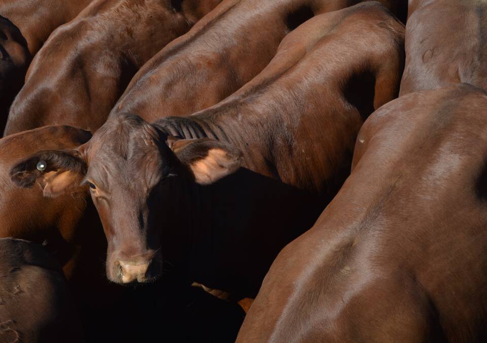 Charbray steers to $1150 at SEQ sale