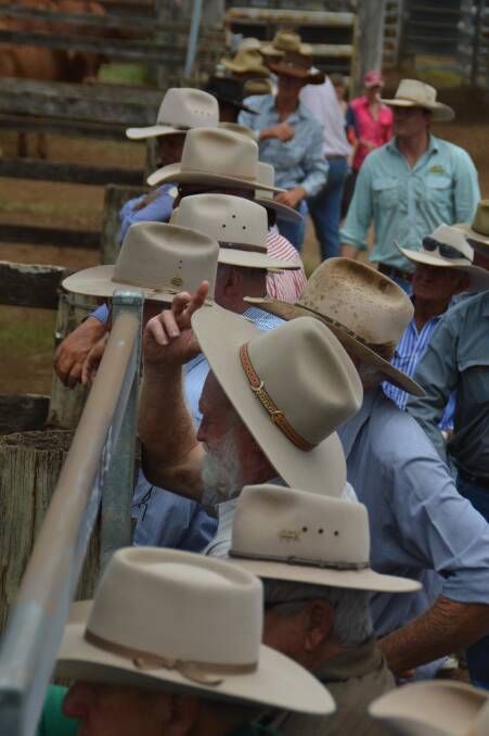 Young store steers to 363c at Mareeba