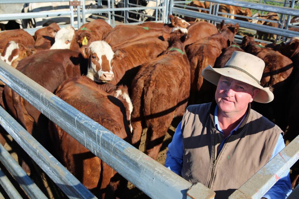 Paul Hastings, Burnett Livestock and Realty, with a pen of Santa Gertrudis Hereford cross heifers from Wandoan that sold for 277.2c/kg or $1143.