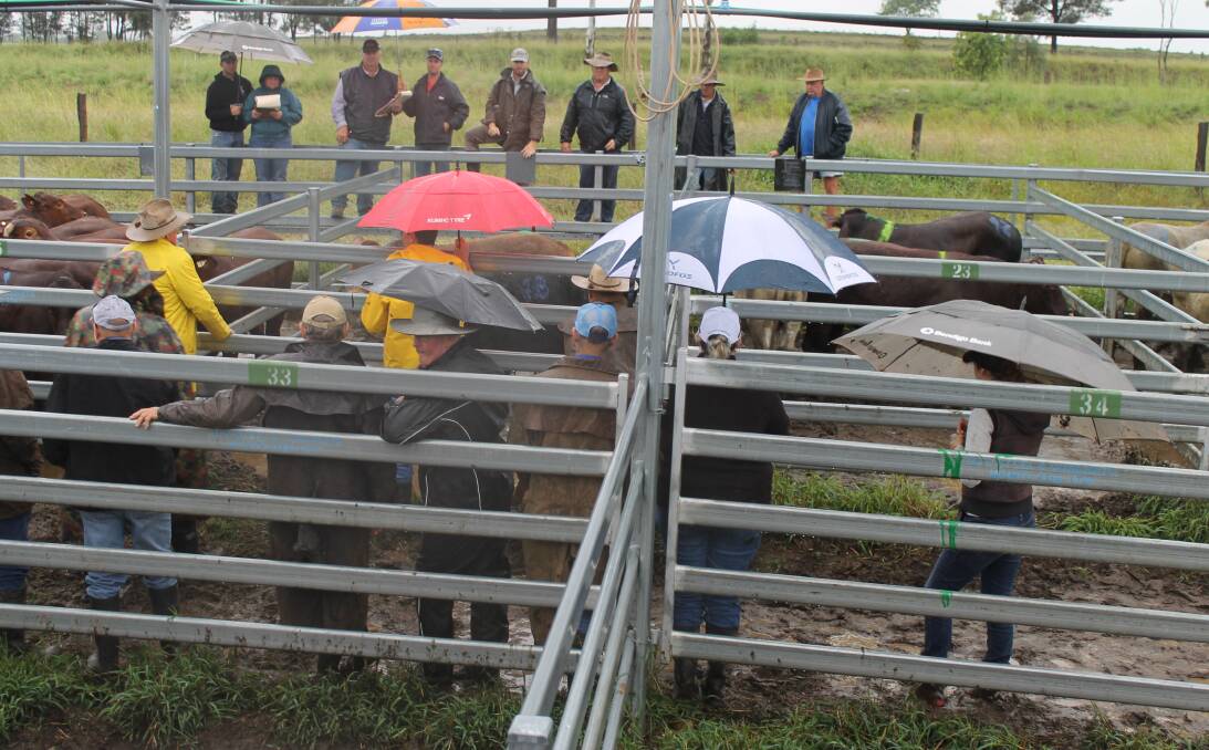 Umbrellas and mud boots were very popular at Monto’s fortnightly prime and store sale held last week with 630 head yarded.