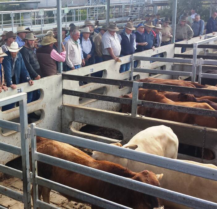 The market for prime cattle eased a shade while the feeder steers also corrected a shade. The weaner cattle met with strong competition but also eased a shade.