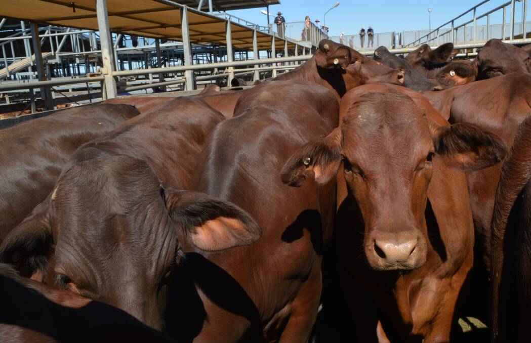 ROMA PRIME: A total yarding of 779 head of cattle were penned at Roma’s Prime Sale on December 8.