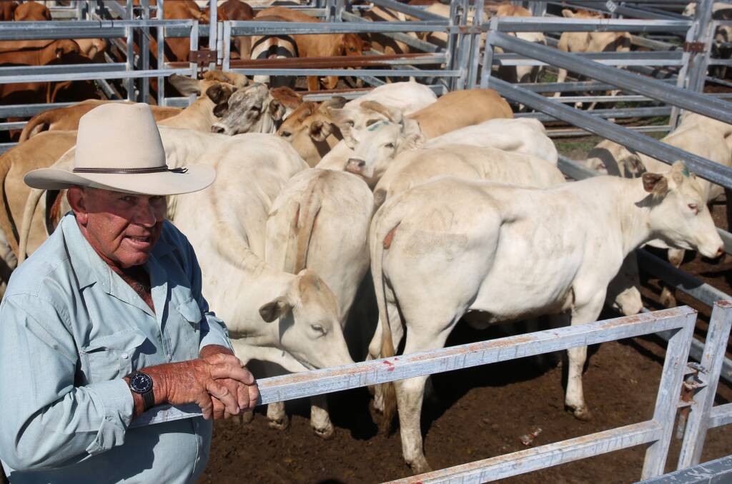 Biggenden Grant Gericke, Eidsvold, with a pen of his Charbray heifers that sold for 303.2c/kg or $1224/head.