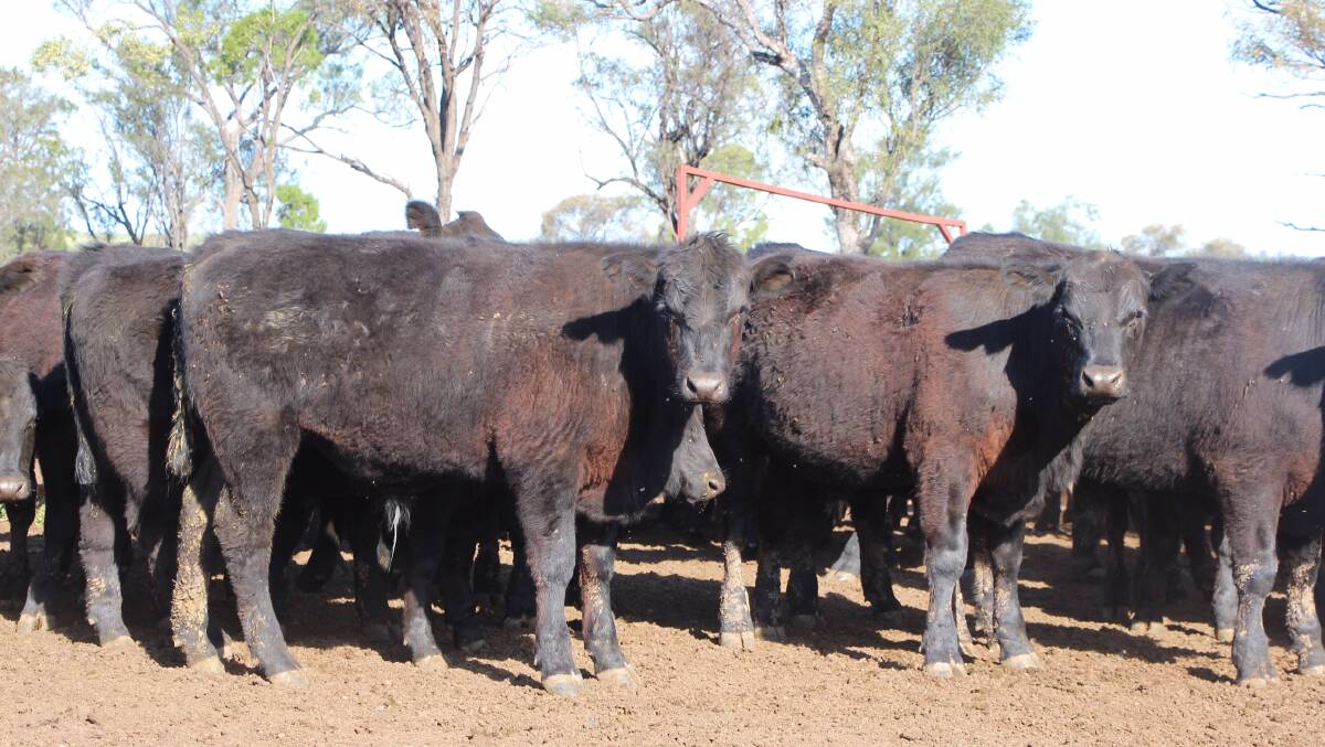  QUALITY CHOICE: Lotfeeders will have the opportunity to source lines of good quality and in-spec cattle.