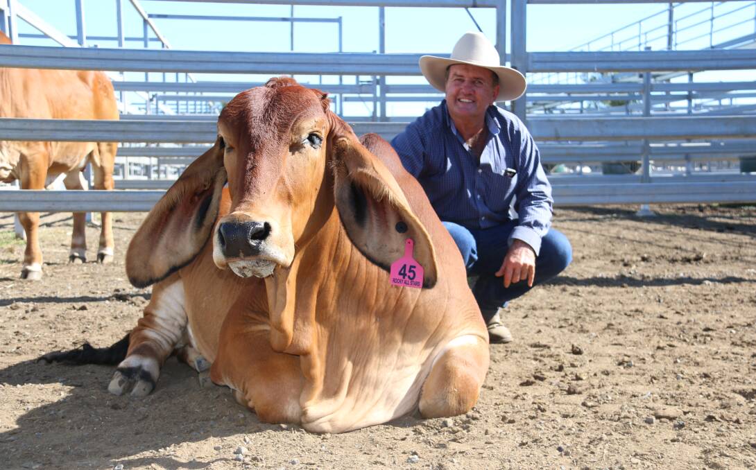 Temperament was an outstanding quality in Bungarribee Jalilah 2275 (P) (P) the $18,000 top price female at the Rocky All Stars with vendor Jim Besley. 