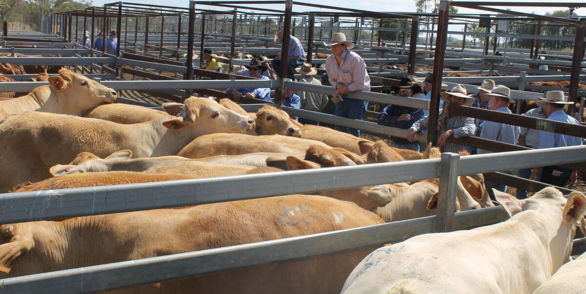 Matt Curtis, JBS Australia casts his astute eye over Ted May’s quality bullocks at Monto Fat and Store sale. Matt secured the May Bullocks for JBS at $1836 or 306c/kg.