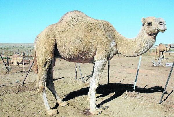 VIABLE RESOURCE: An Egyptian businessman hopes the Federal Government will stop the $19m camel cull and redirect funds to help support the emerging industry as a commercial solution to Australia's nearly 2 million feral head running wild in Central Australia.