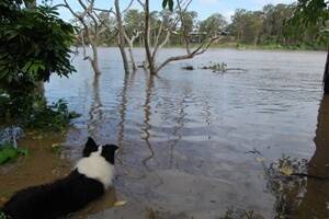 Slow road to flood recovery for Goodna