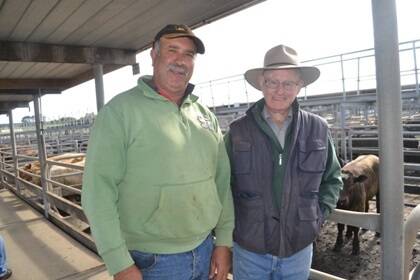 John Bronca (pictured with John King, Mt Gambier) says the larger crowds attracted to Mt Gambier’s prime and store sales are a big advantage for his cattle operation at Glencoe, 20km north-west of Mount Gambier. “I do sell at Naracoorte too, but the Mt Gambier sales always attract a strong field of buyers and sellers, so whether I’m buying or selling, I know I can take advantage of good prices."