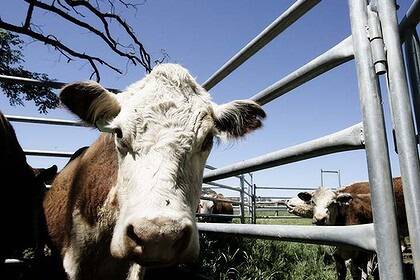 WWF document shows beef influence