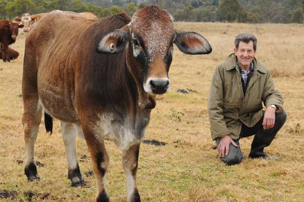 Nguni breeder Richard Gill, Sanga Park, Hampton with an Nguni-Brahman cross heifer.