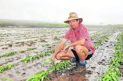 Oakey farmer, Neville Turrell, inspects silage corn that he planted on January 4, and where floodwaters from Gowrie Creek inundated a portion of the crop.