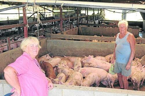Sally and Rob Wells, Radds Piggery, Mundubbera, standing with some of the 600 pigs that have been recovered. - Picture: SARAH COULTON.