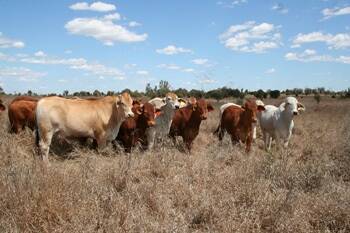 Brigalow Research Station at Moura has sold at auction for $5.5 million.