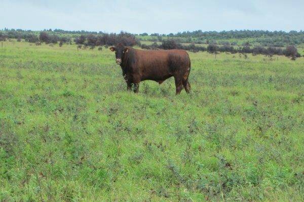 Steers grazing Progardes Buffel in Central QLD