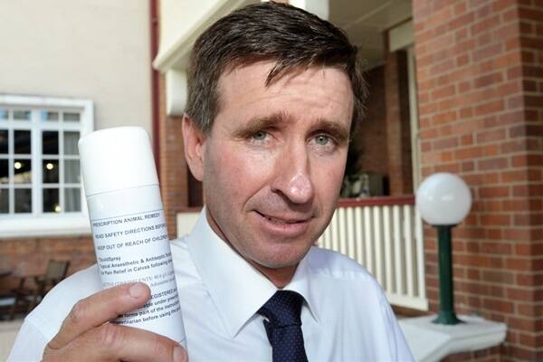Zanda McDonald with the latest in pain relief for cattle.