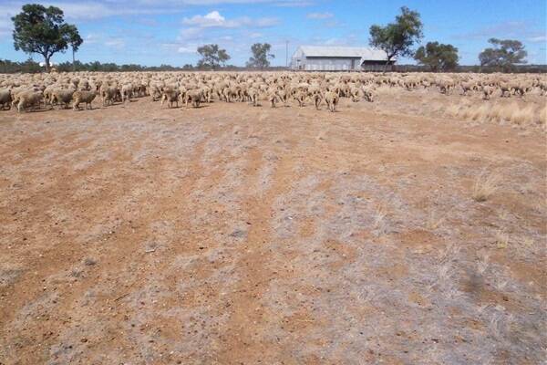 The Philp family at Angledool, 85km west of Longreach, who are in the process of selling down their sheep numbers.