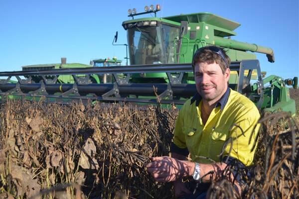 Andrew Ruhle, Seacres, Bongeen, harvesting Crystal mung beans, which averaged 1t/ha.