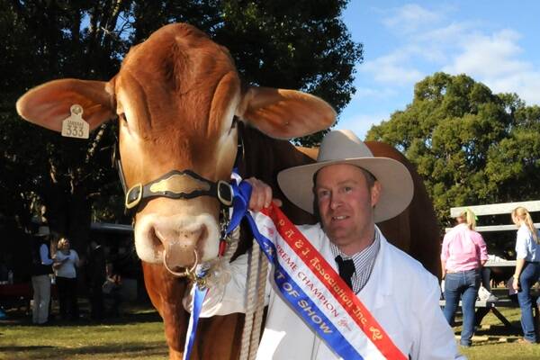 Ianbrae Droughtmaster principal Paul Mackey, Conondale, with grand champion bull Mr Wrinkles.