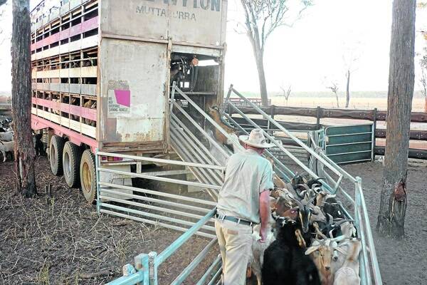Ian Elliott loading goats ready for the abattoir.  - Pictures: ELLIOTT FAMILY.