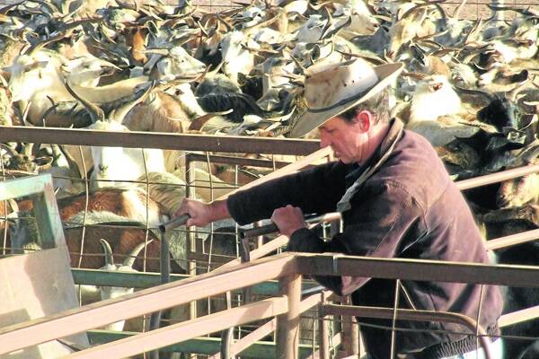 Drafting takes place at Western Meat Exporters.