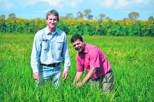 Alton Downs farmer Peter Foxwell discusses his dryland rice crop with CQ University researcher Dr Surya Bhattarai.