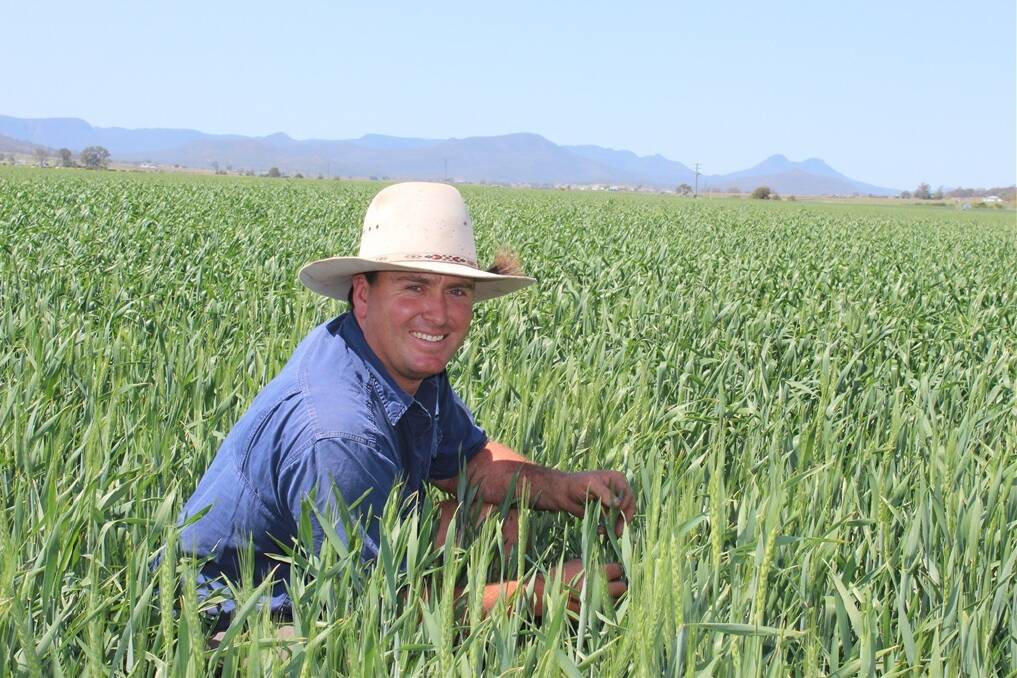 Luke Nolan of Noralla, Gladfield, inspects the family's thriving crop of Sunco wheat in late September.