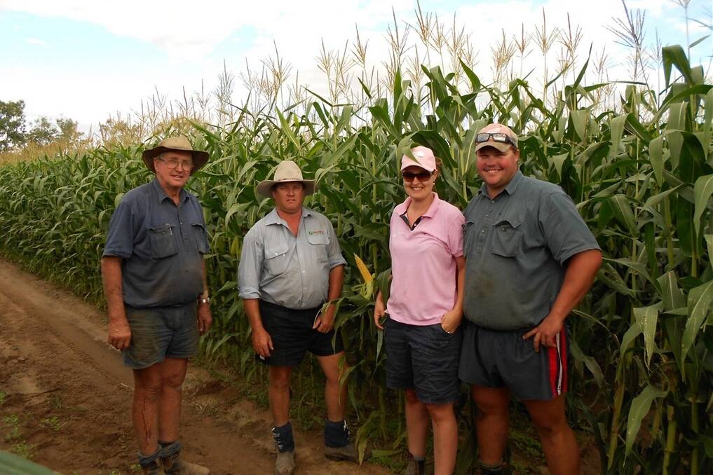 Norman Becker with Ag n Vet Agribusiness Services field marketing agronomist Stuart Olsson and Kelly and Scott Becker in their crop of corn that ended up yielding nearly 10t/ha on Paranui.