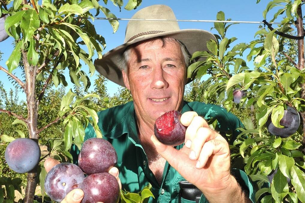Good Rich Fruit Company orchard manager Rowan Berecry, Inglewood, is excited about the upcoming harvest of the Queen Garnet plum, which is jam-packed with healthy benefits.