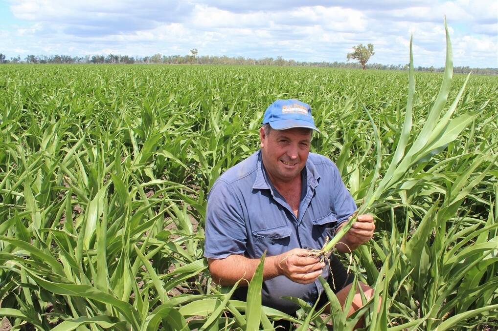 Jeff Lack, Hunsingore, Ellangowan, inspects his crop of sorghum that is performing well in spite of the recent heatwave.